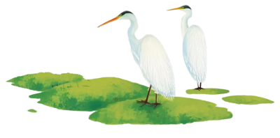 湖面上的白鹭插图