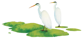 湖面上的白鹭插图