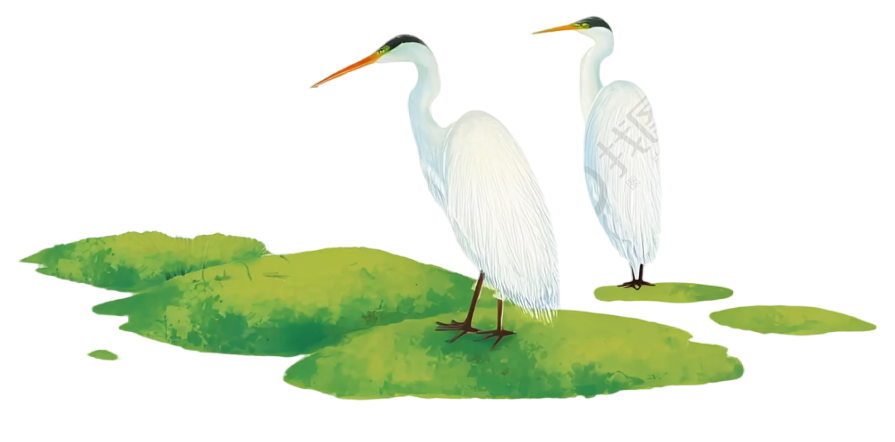 湖面上的白鹭插图