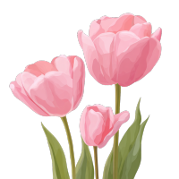 粉色郁金香PNG插画