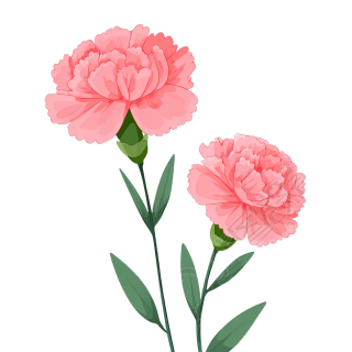 康乃馨透明背景插画