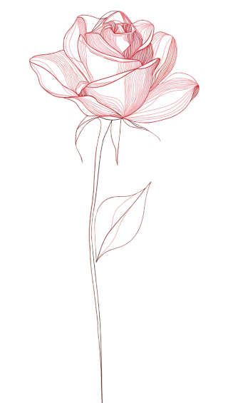 简约玫瑰线描素材