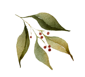 水彩风叶子插画