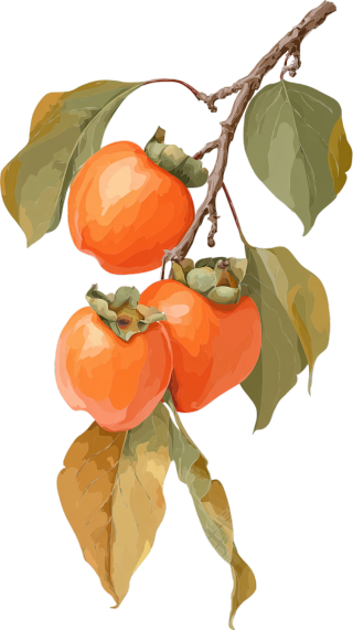 柿子插画设计
