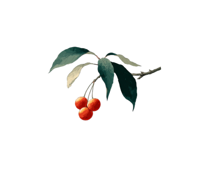 水彩花卉PNG插画