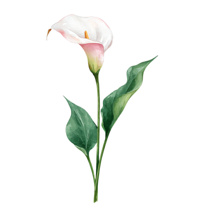 水彩花卉马蹄花插图