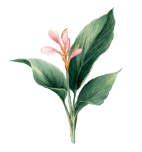 水彩花卉PNG元素
