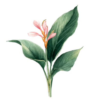 水彩花卉PNG元素