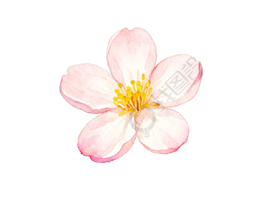 桃花水彩花卉插画
