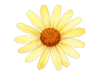 小雏菊水彩花卉素材