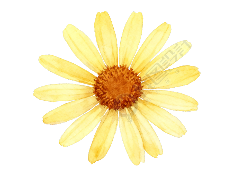 小雏菊水彩花卉素材