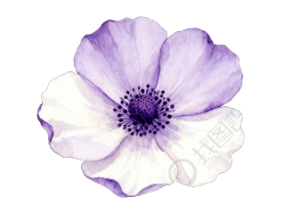 清新水彩银莲花