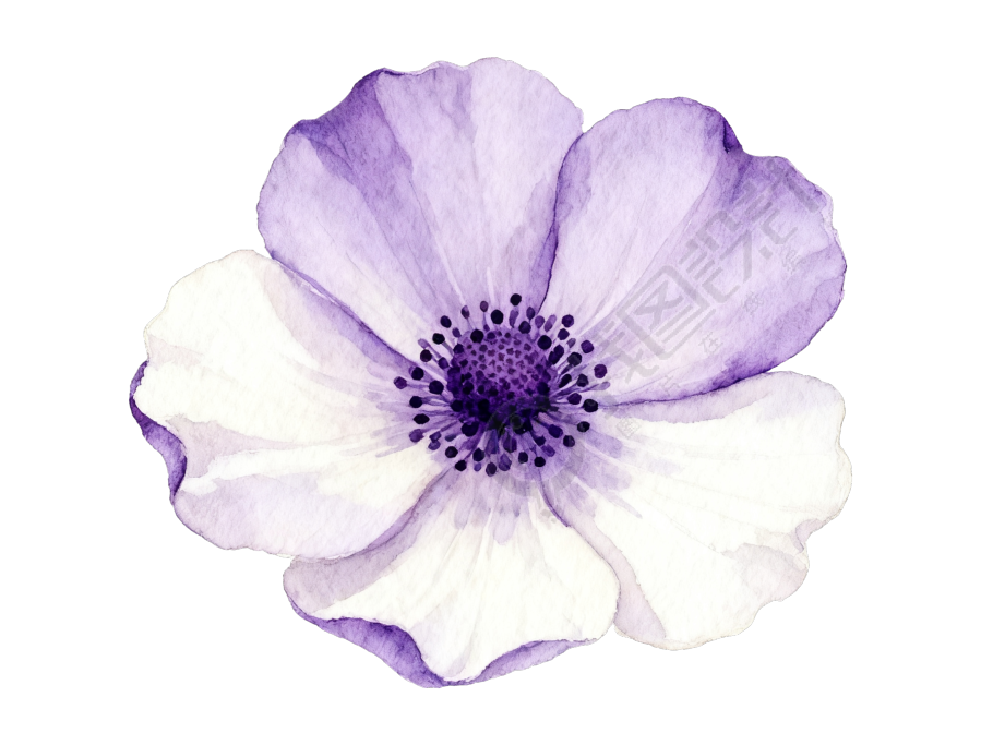 银莲花水彩花卉元素