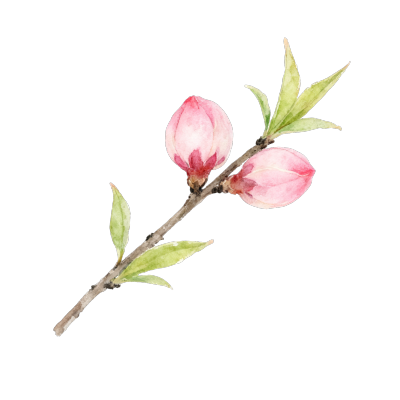 水彩桃花插图