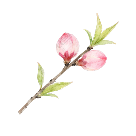水彩桃花插图