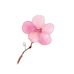 粉色花朵水彩元素