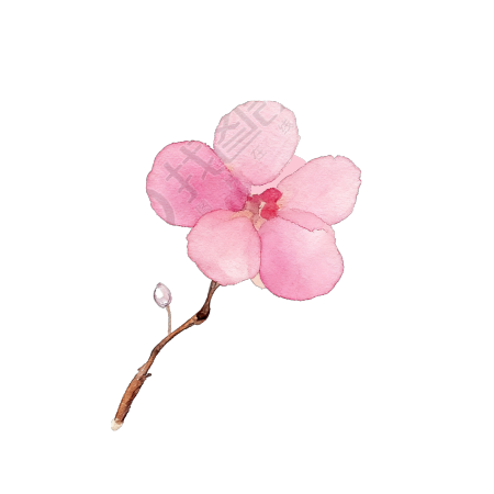粉色花朵水彩元素