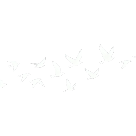 和平鸽简约素材