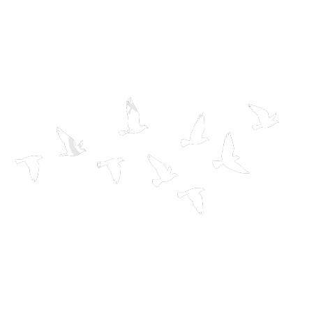 和平鸽简约元素