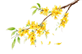 xuehuli8100_A_delicate_watercolor_illustration_of_a_forsythi