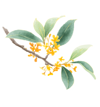 桂花插画素材