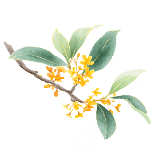 桂花插画素材