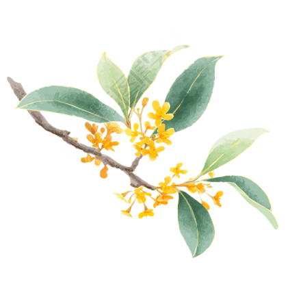 桂花插画素材