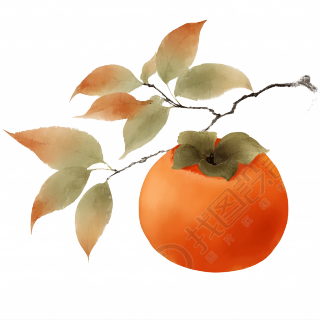 柿子插画设计