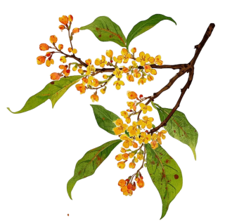 桂花枝插画