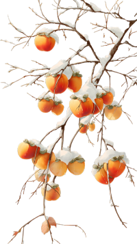 雪中柿子寒露节气插画