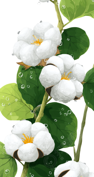 棉花寒露节气素材