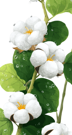 棉花寒露节气素材