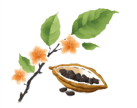 花卉和巧克力豆荚插画