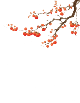 手绘柿树枝
