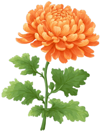 橙色菊花可商用插画
