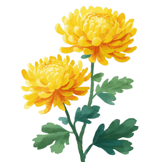 黄色菊花插画