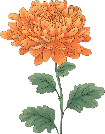 橙色菊花可商用插图