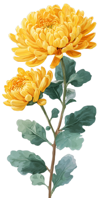 菊花简约风格插图