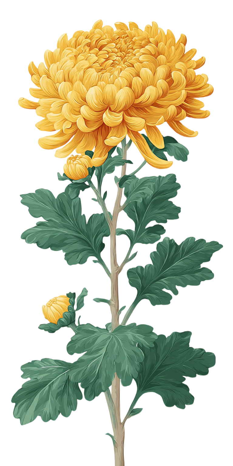 菊花简约风格插画