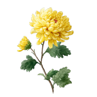 黄色菊花矢量元素