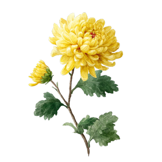黄菊花矢量插画