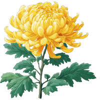 黄色菊花矢量素材