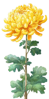 菊花简约风格元素