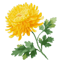 黄色菊花矢量插图