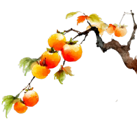 成熟柿子水墨画插画