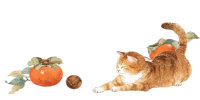 橘猫和柿子水彩插图