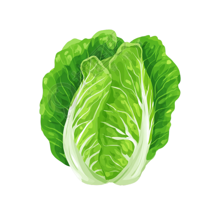 白菜透明背景元素