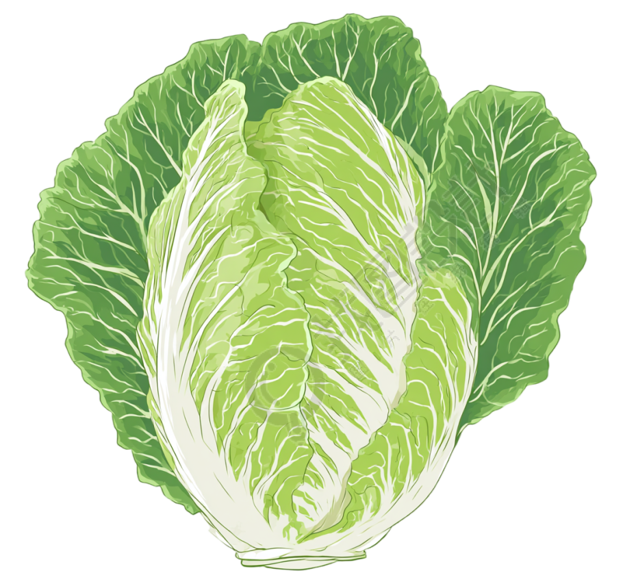 白菜卡通插图