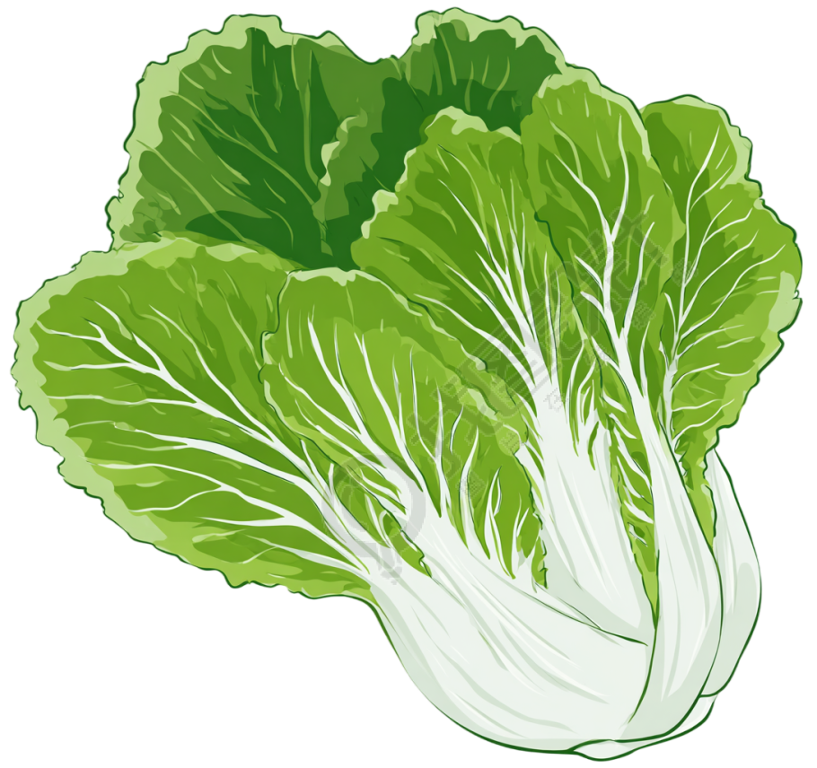 白菜卡通插画