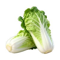 高清白菜素材